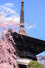 雨引観音の桜