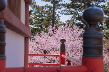 雨引観音の桜