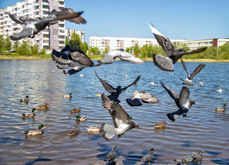 Summer day on Yagry island, Severodvinsk, Arkhangelsk region. Birds in flight,