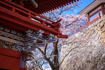 雨引観音の桜
