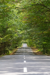 Empty road with broken line in the middle of deciduous forest, green trees alley, sunny summer day, carbon gas emissions or wanderlust concept