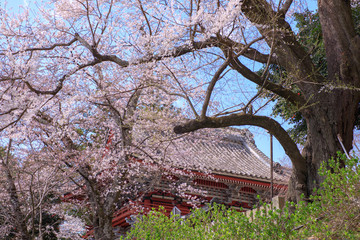 雨引観音の桜