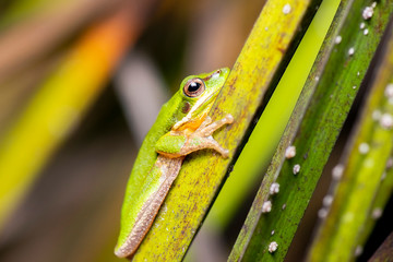Wallum Sedge Frog also known by Litoria olongburensis.