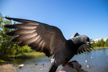 City pigeons. Feeding from your hand. Severodvinsk, Sunny summer day.