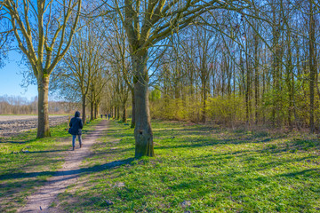 Fototapeta premium Trees along a path in a forest below a blue sky in spring