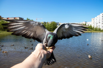 Fototapeta premium City pigeons. Feeding from your hand. Severodvinsk, Sunny summer day.