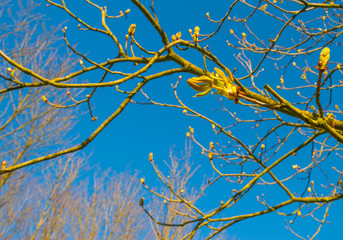 Spring is in the blue air with buds in the canopy of a chestnut tree in sunlight