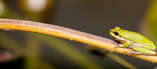 Wallum Sedge Frog also known by Litoria olongburensis.