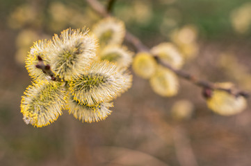 wiosna kwitnące bazie © Rafal Lechowicz