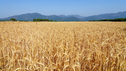 Wheat fields in eastern plain of Corsica island