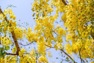 Golden shower tree (Cassia fistula) is Blooming on tree with Blue sky and Sunlight.