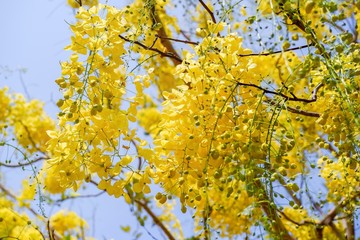 Golden shower tree (Cassia fistula) is Blooming on tree with Blue sky and Sunlight.
