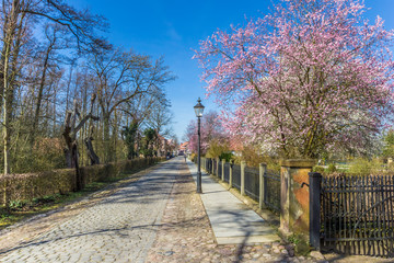 Old cobblestoned road with spring blossom in Rheda-Wiedenbruck, Germany