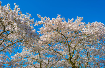 Spring is in the blue air with buds, blossoms and flowers in the blooming canopy of a tree in sunlight