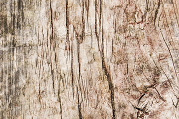 Cracked wood texture. Tree section background. Grunge brown wooden wall pattern.
