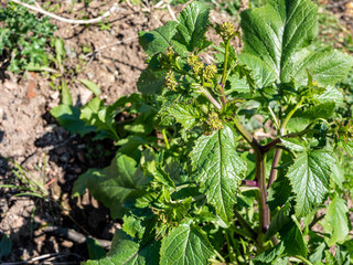  Pastinak Pastinaca sativa, Doldenblütler