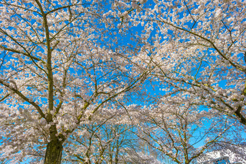 Spring is in the blue air with buds, blossoms and flowers in the blooming canopy of a tree in sunlight