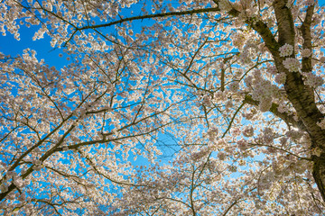 Spring is in the blue air with buds, blossoms and flowers in the blooming canopy of a tree in sunlight