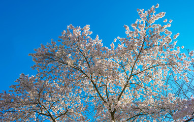 Spring is in the blue air with buds, blossoms and flowers in the blooming canopy of a tree in sunlight