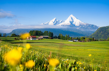 Idyllic landscape in the Alps with blooming meadows in spring
