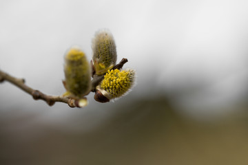 makro aufnahme Baumblüte