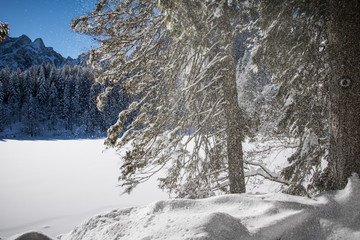 panoramic view of a snowy valley and a fir forest on a beautiful sunny day with blue skies
