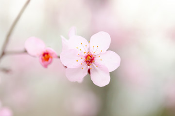 Naklejka premium flores de almendro