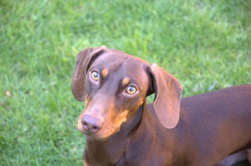 Brown Miniature Dachshund With Green Grass Background 