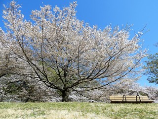 桜　ベンチ