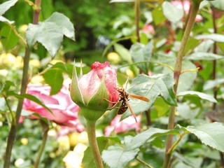 バラと蜂