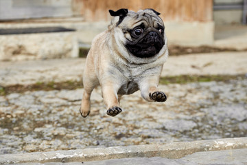 Dog in the jump. pug
