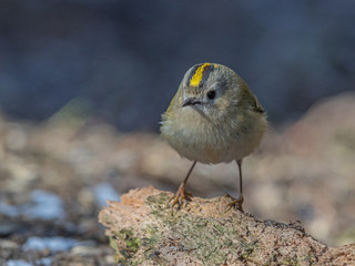 Fototapeta premium This European smallest bird, a pair, was an everyday visitor to my feeding station, which made possible a closeup photography of this beauty. Meilahti, Helsinki, Finland.