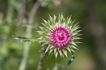Macro view of a thistle flower
