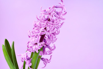 Pink hyacinth with drops of water (with space for your text) on pink background