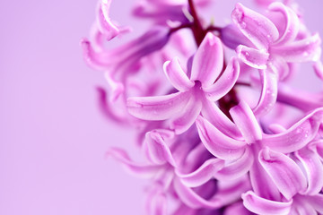 Pink hyacinth with drops of water (with space for your text) on pink background