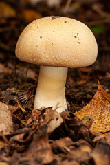agaricus silvicola, an individual growing among the dead leaves of the forest