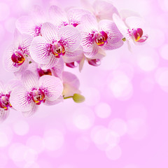 Naklejka na ściany i meble Beautiful orchid flowers on a pink background. Floral background