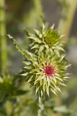 Macro view of a thistle flower