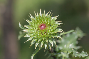 Macro view of a thistle flower