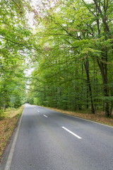 Empty road with broken line in the middle of deciduous forest, green trees alley, sunny summer day, carbon gas emissions or wanderlust concept