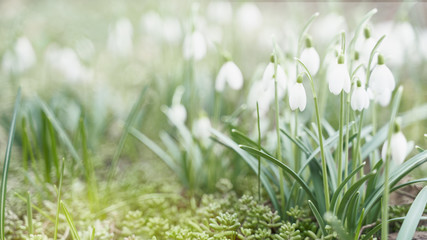 First spring flowers, snowdrops, a symbol of nature awakening