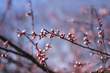 blooming buds and flowers of cherry or apple.