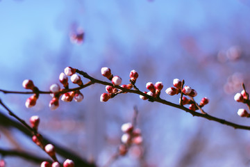 blooming buds and flowers of cherry or apple.
