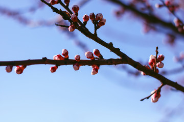 blooming buds and flowers of cherry or apple.