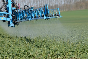 Traitement insecticide contre le charancon sur champ de colza