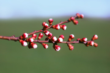 blooming buds and flowers of cherry or apple.
