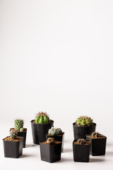 Collection of various cactus  in black  pots.