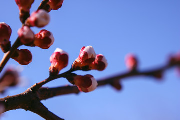 blooming buds and flowers of cherry or apple.