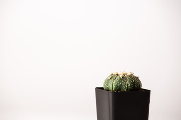 astrophytum cactus  in black  pots.