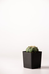 astrophytum cactus  in black  pots.